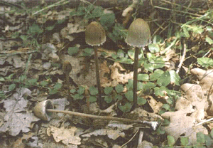 Panaeolus campanulatus.gif